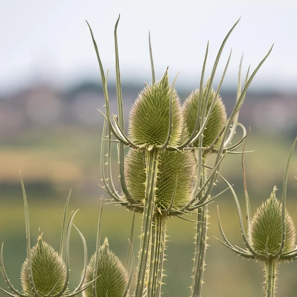 大发彩票捕鱼游戏